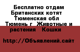 Бесплатно отдам Британских котят - Тюменская обл., Тюмень г. Животные и растения » Кошки   